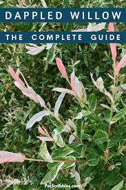 Check spelling or type a new query. Dappled Willow The Complete Guide Garden Sanity By Pet Scribbles