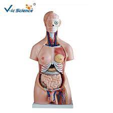 Anatomical variation of the celiac trunk where found in 39 of patients (36% of cases). 85cm Unisex Torso 40 Parts Human Trunk Anatomy Model Internal Organ Anatomy Model Medical Teaching Buy 85cm Tri Sex Torso Human Trunk Anatomy Model Internal Organ Anatomy Model Medical Teaching Product On Alibaba Com
