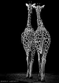 Something Everything Nothing Giraffe Animals Beautiful African Animals