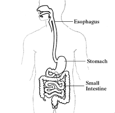 Maybe you would like to learn more about one of these? Gastroparesis And Diabetes Diabetic Gourmet Magazine