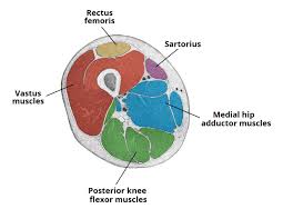 Thigh external rotation, thigh abduction (from flexed hip), thigh adduction (secondary function); Muscles Of The Anterior Thigh Quadriceps Teachmeanatomy
