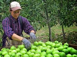 Jangan terpedaya dengan iklan kerja pemetik buah gaji lumayan (sekadar gambar hiasan) kisah ini dilaporkan oleh sinar harian, dimana wanita bernama kayla menceritakan pengalaman sebenar memetik buah di australia. Inilah 10 Fakta Dan Hakikat Sebenar Kerja Petik Buah Di Australia