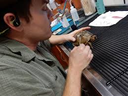 Natchitoches Louisiana Christmas Festival and Parades History