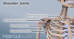Bones of the shoulder girdle. Shoulder Joint Structure
