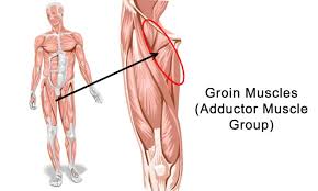 Groin muscles diagram diagram of groin aponeurosis from sscsantry groin project medical. Groin Strain Pearl Coast Chiropractic