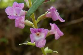 Image result for Priva curtisiae