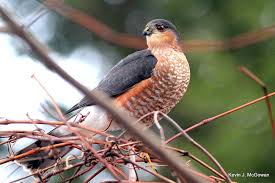 Birds Of Prey New York Sharp Shinned Hawk Accipiter Striatus Visiting A Backyard In Ithaca New York Sharp Shinned Hawk Birds Of Prey Birds