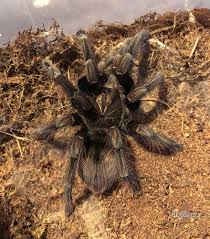 This lovely purple beauty is all finished and ready to head home! The 8th Page Tarantulas Pamphobeteus Sp Machala Purple Bloom Female