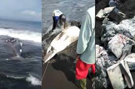 Hal tersebut tentu berbeda dengan hewan darat yang jika mati tanpa disembelih, darah dalam tubuhnya akan mengendap, sehingga tidak boleh dikonsumsi karena dapat menyebabkan munculnya banyak penyakit. Hiu Tutul Mati Terdampar Di Jember Dagingnya Dimutilasi Dan Dimakan