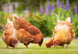 View top rated cholesterol free recipes with ratings and reviews. 6 Reasons You Should Be Buying Free Range Eggs