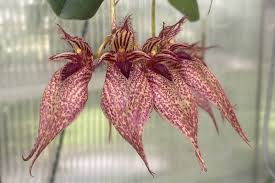 Image result for Bulbophyllum X chikukwa