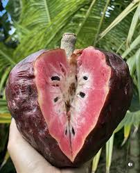 Image result for Annona reticulata