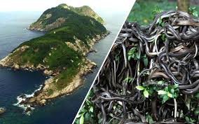 It is administered as part of the municipality of itanhaém in the state of são paulo. Snake Island Ilha Da Queimada Grande Brazil Snake Wiki Fandom
