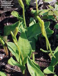 Image result for Ophioglossaceae