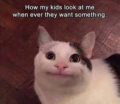 Afternoon Funny Memes 34 Pics Funny Cat Memes Funny Animal Memes Funny Pictures