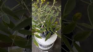 Cara mengonsumsi daun sirih cina. Pokok Cina Maki Youtube