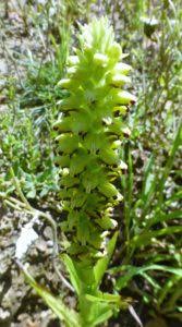 Image result for Corycium