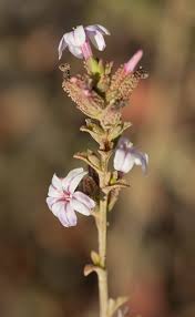 Image result for Plumbago ituriensis