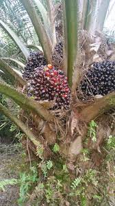 Sawit, bruning, coconut, oil palm, coconut oil, nira kelapa, palm kelapa sawit. Buah Kelapa Sawit In English