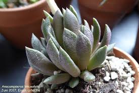 Image result for Anacampseros subnuda