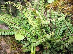 Image result for Asplenium lambinonii