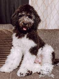 F1b Newfypoo Puppy Owner Puppy Adoption Goldendoodle Breeders