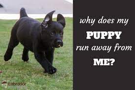 Why Does My Puppy Run Away From Me And What Should I Do Labradortraininghq