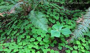 Image result for Oxalis oligotricha