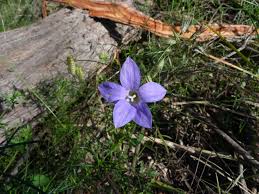 Image result for Wahlenbergia ericoidella
