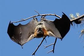 Learn about bat boxes and the bat learn about bat repellents and how to trap a bat. How To Get Rid Of Bats Completepestcontrolservices Pittsburgh