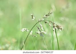 Image result for Eragrostis pilosa