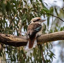 Kookaburra Australian Bird Photograph Australian Birds Bird Conceptual Art