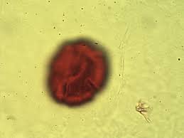 Image result for Thomandersia hensii