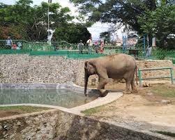 Namun, per tanggal 15 desember 2018, manajemen taman hewan pematang siantar menaikkan harga tiket menjadi rp30.000 per orang untuk wisatawan umum dan rp20.000 per orang untuk rombongan pelajar. Mengunjungi Taman Margasatwa Dan Budaya Kinantan Bukittinggi Satu Dari Kebun Binatang Tertua Di Indonesia Catatan Kecil Simple N Easy