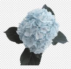 Shop with afterpay on eligible items. Hydrangea Blue Cut Flowers Color Hydrangea White Artificial Flower Flower Png Pngwing