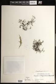 Image result for Crepidomanes chevalieri