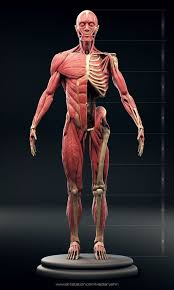 Conviértete en un animal salvaje e intenta sobrevivir el mayor tiempo posible porque no hay una segunda vida. Hello Studying The Anatomy Decided To Blind The Ecorche I Tried To Work Out Each Muscle Separately T In 2020 Anatomy Reference Anatomy Sculpture Human Body Anatomy