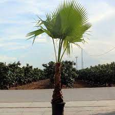 We did not find results for: Washingtonia Robusta Palmera Wasintonia Palmera Sin Picudo
