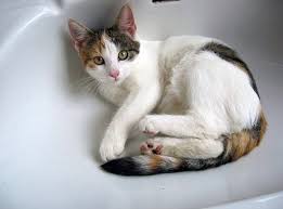 why does my cat sleep in the bathroom