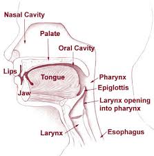 Dan itu berlaku setiap malam (jika anda tidur). Earnosethroat Head Neckmedicine Kanser Tekak