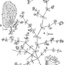 Image result for Euphorbia granulata