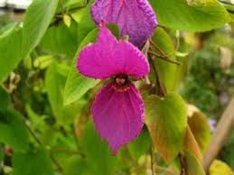 Image result for Dalechampia