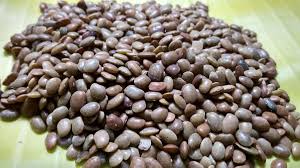 Image result for Macrotyloma africanum