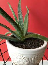 Your aloe will need an adjustment period of a few days. Aloe White Spots Ubc Botanical Garden Forums
