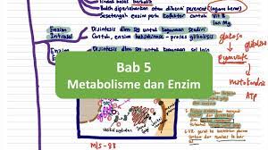 Nota ringkas tingkatan 4 ini merupakan koleksi nota yang boleh dijadikan sebagai sumber rujukan untuk para guru dan pelajar. Biologi Spm T4 Bab 5 Metabolisme Dan Enzim Youtube