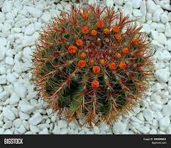 Here are some tips, tricks that will guide to cactus thorns. Round Shaped Cactus Image Photo Free Trial Bigstock
