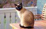 Siamese Cat Breed Profile | Petfinder