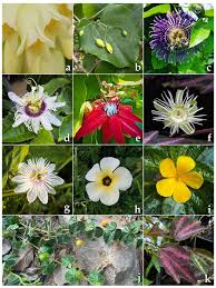 Image result for Passifloraceae