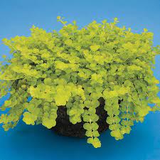 Nummularia 'aurea' can be planted almost any exposure from full sun to light shade, in moist soils. Golden Creeping Jenny Gold Moneywort Goldii Lysimachia Nummularia My Garden Life