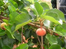 Image result for Ficus sycomorus